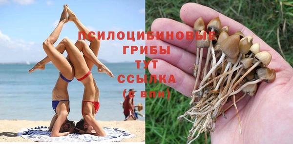 сатива Беломорск